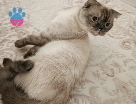 Scottish Fold 1 Yaşında Yuva Arıyoruz