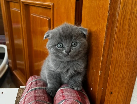 Dişi British shorthair (safkan) - 6156
