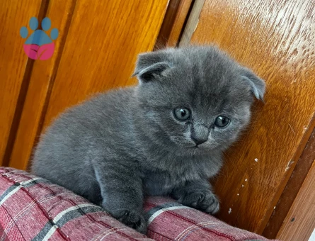 Dişi British shorthair (safkan)
