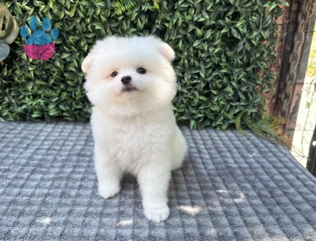 Ayı Suratlı Pomeranian Boo – Minik ve Sevimli Yavru - 6157