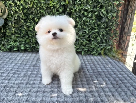 Ayı Suratlı Pomeranian Boo – Minik ve Sevimli Yavru - 6157