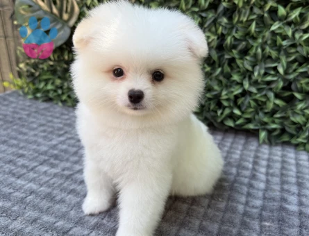 Ayı Suratlı Pomeranian Boo – Minik ve Sevimli Yavru