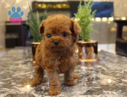 KLİNİKTE TESLİM TOY POODLE BEBEKLER - 6158