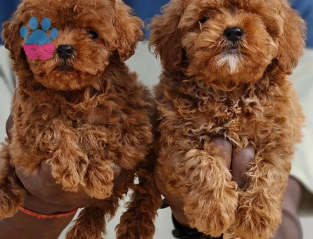 KLİNİKTE TESLİM TOY POODLE BEBEKLER
