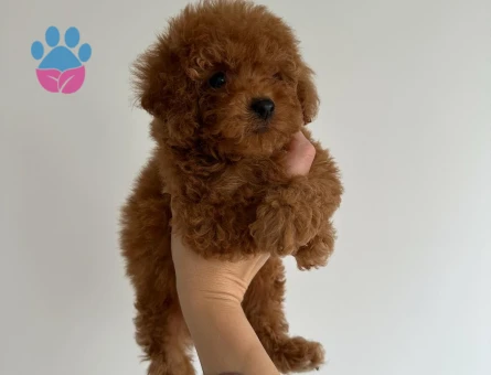 KLİNİKTE TESLİM TOY POODLE BEBEKLER