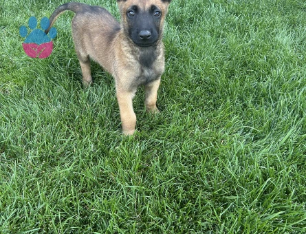 malinois belçika kurdu 2 aylık erkek
