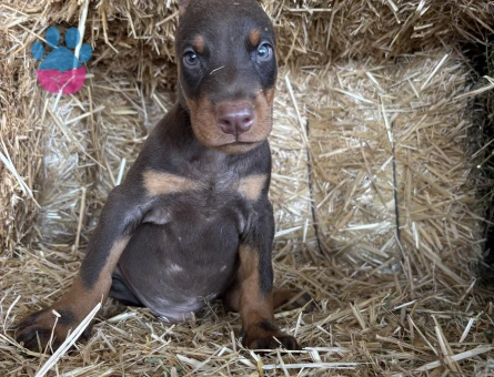 A scr li babadan doberman bebekler - 6160