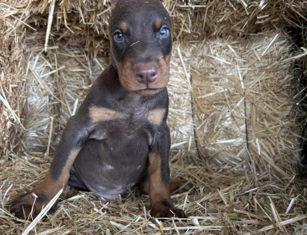 A scr li babadan doberman bebekler - 6160