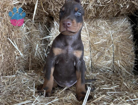 A scr li babadan doberman bebekler