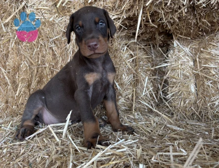 A scr li babadan doberman bebekler
