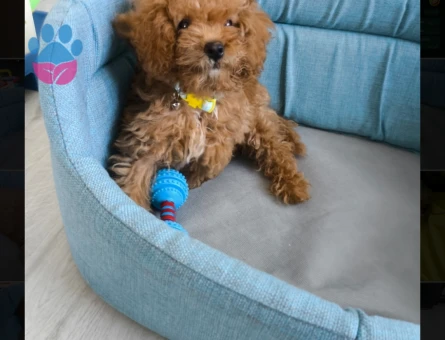 Toy poodle Sevgi dolu tuvalet eğitimli - 6166