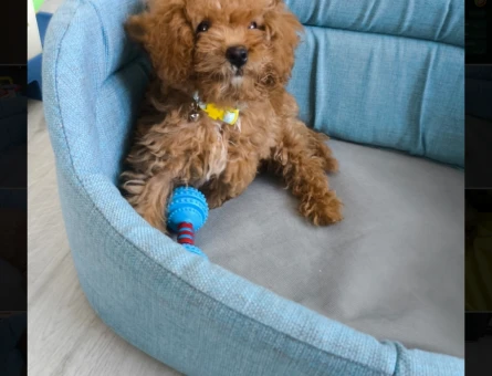 Toy poodle Sevgi dolu tuvalet eğitimli - 6166
