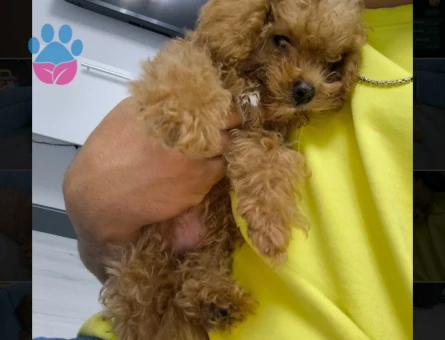Toy poodle Sevgi dolu tuvalet eğitimli