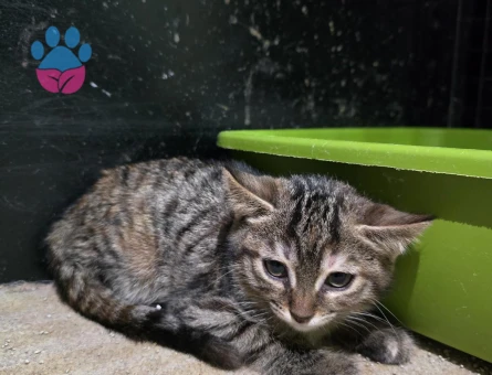 Acil kedi sahiplendirme - 6168