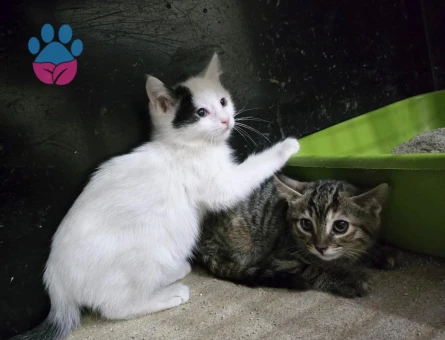 Acil kedi sahiplendirme