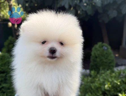 AYI SURATLI BEMBEYAZ POMERANIAN BOO
