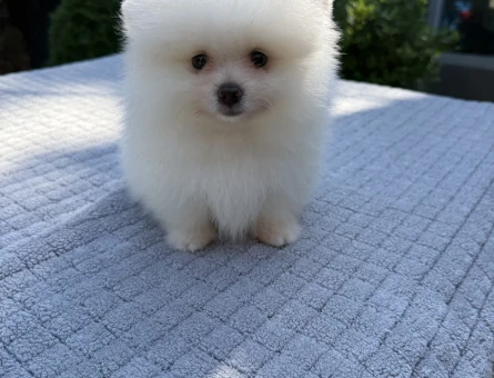 AYI SURATLI BEMBEYAZ POMERANIAN BOO - 6169