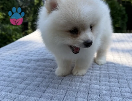 BEYAZ AYI SURATLI POMERANIAN BOO YAVRU - 6173