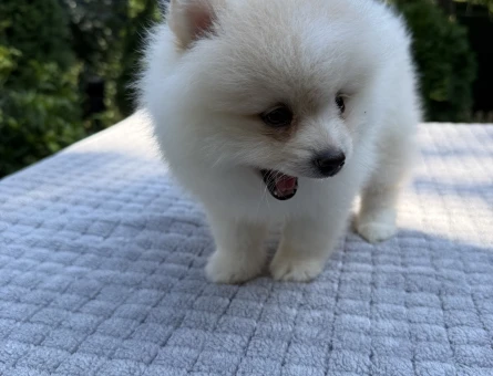 BEYAZ AYI SURATLI POMERANIAN BOO YAVRU - 6173