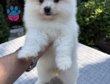 BEYAZ AYI SURATLI POMERANIAN BOO YAVRU