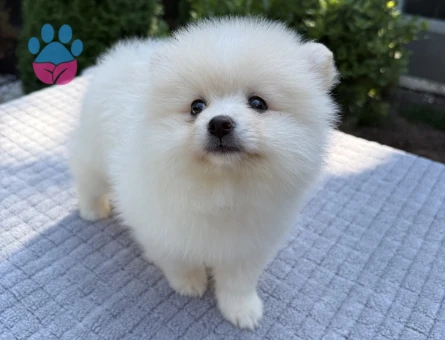 BEYAZ AYI SURATLI POMERANIAN BOO YAVRU