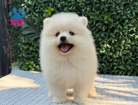 Show Kalite Pomeranian Boo Yavrusu | Teddy Face | Sağlık Garantili