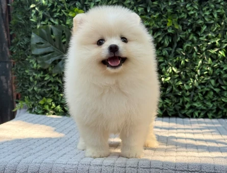 Show Kalite Pomeranian Boo Yavrusu | Teddy Face | Sağlık Garantili - 6175