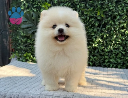 Show Kalite Pomeranian Boo Yavrusu | Teddy Face | Sağlık Garantili