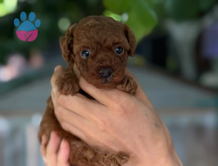 Toy Poodle 2 Aylık Bebeğimiz - 6176
