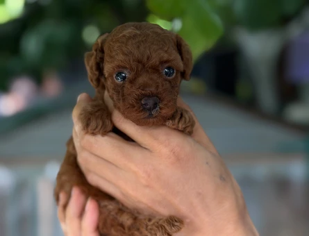 Toy Poodle 2 Aylık Bebeğimiz - 6176