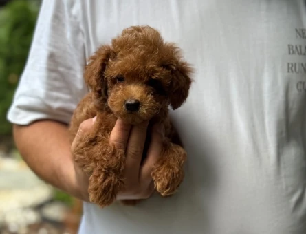 Poodle 2 Aylık Yavrularımız Yuva Arıyor - 6181