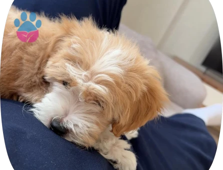 Maltipoo - 6183