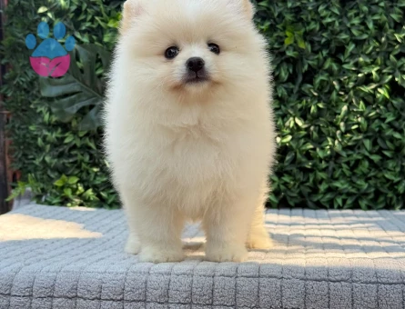 Ayıcık Suratlı Pomeranian Boo Yavrusu | Safkan | Sağlık Garantili