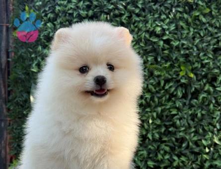 Ayıcık Suratlı Pomeranian Boo Yavrusu | Safkan | Sağlık Garantili - 6185