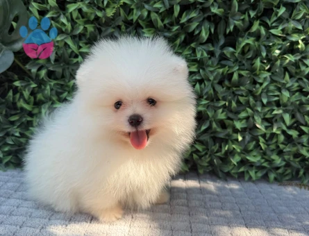 Ruhsatlı Üretimden Safkan Pomeranian Boo Yavrusu | Teddy Face | Sağlık Garantili - 6186