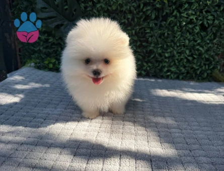 Ruhsatlı Üretimden Safkan Pomeranian Boo Yavrusu | Teddy Face | Sağlık Garantili