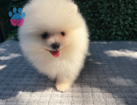 Teddy Face Pomeranian Boo Yavrusu | Ruhsatlı Üretim | Sağlık Garantili - 6187
