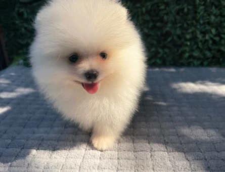 Teddy Face Pomeranian Boo Yavrusu | Ruhsatlı Üretim | Sağlık Garantili - 6187