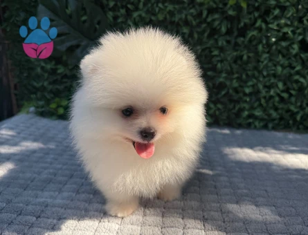 Teddy Face Pomeranian Boo Yavrusu | Ruhsatlı Üretim | Sağlık Garantili