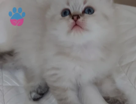 British longhair bal bebekler