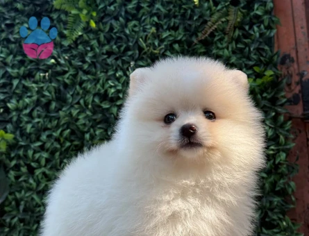 Muhteşem Teddy Face Pomeranian Boo | Ruhsatlı Üretim | Sağlık Garantili Safkan Yavru - 6189