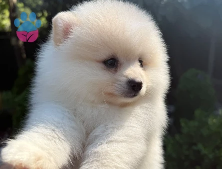 Hayran Bırakan Teddy Face Pomeranian Boo | Ruhsatlı Üretim | Sağlık Garantili
