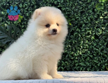Göz Kamaştıran Teddy Face Pomeranian Boo | Ruhsatlı Üretim | Premium Kalite - 6192