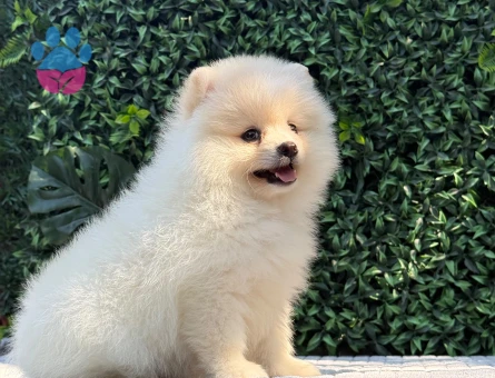 Göz Kamaştıran Teddy Face Pomeranian Boo | Ruhsatlı Üretim | Premium Kalite