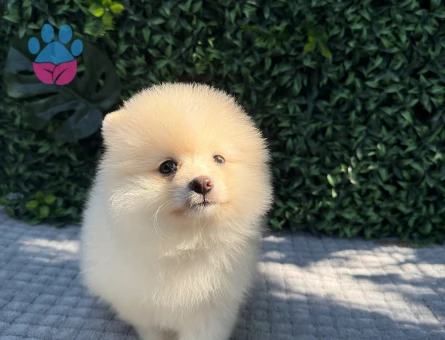 Göz Alıcı Teddy Face Pomeranian Boo | Ruhsatlı Üretim | Eşsiz Kalite - 6193