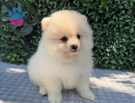 Göz Alıcı Teddy Face Pomeranian Boo | Ruhsatlı Üretim | Eşsiz Kalite