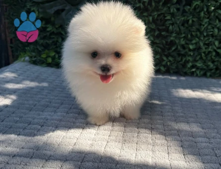 Hayallerinizi Süsleyecek Teddy Face Pomeranian Boo Yavrusu - 6194