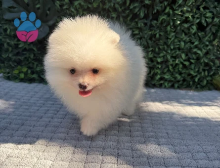 Hayallerinizi Süsleyecek Teddy Face Pomeranian Boo Yavrusu