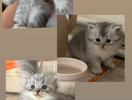 British Longhair Bebekler - 6197