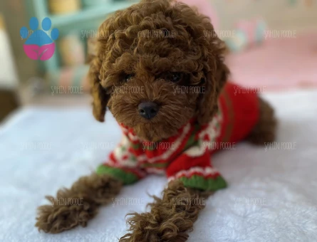ŞAHANE TOY POODLE YAVRULARI - 6201